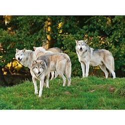 Foto van Set van 2x stuks placemats wolf/wolven 3d print 30 x 40 cm - placemats
