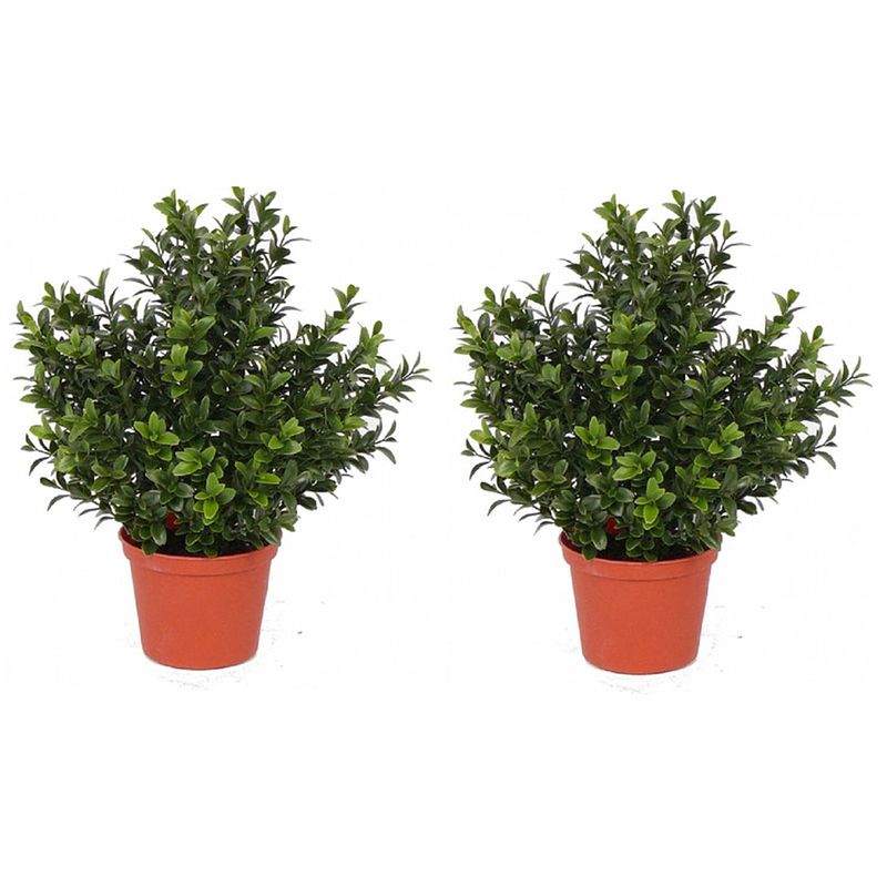 Foto van 2x kunstplanten buxus in pot 31 cm - kunstplanten