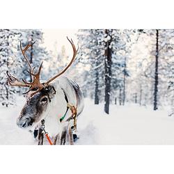 Foto van Inductiebeschermer - rendier in de sneeuw - 58x52 cm