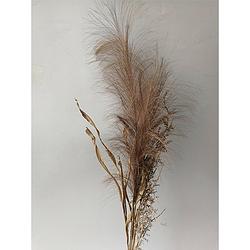 Foto van Pampas gras bosje met blad 75cm -bruin