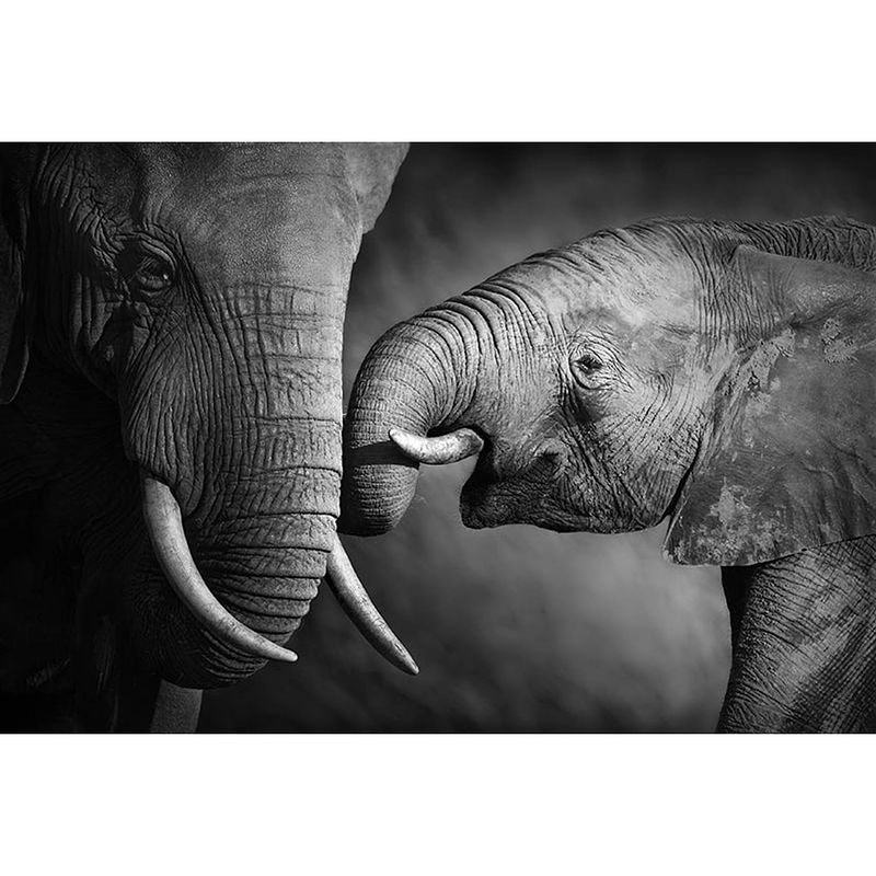 Foto van Inductiebeschermer - olifant en baby olifant - 81.6x52.7 cm