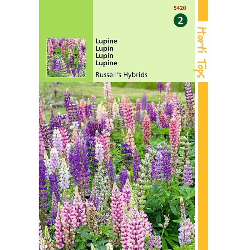 Foto van Hortitops - 2 stuks lupinus polyphyllus russell s hybr. gemengd