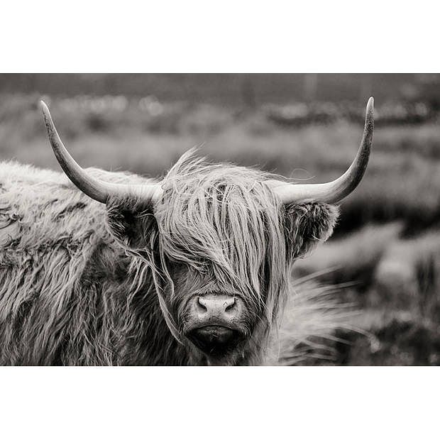 Foto van Spatscherm highlander black-white - 90x70 cm