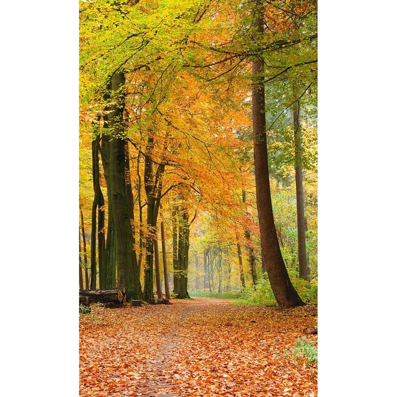 Foto van Dimex autumn forest vlies fotobehang 150x250cm 2-banen