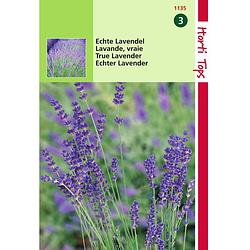 Foto van 2 stuks lavendel lavandula officinalis