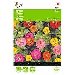 Foto van 2 stuks zinnia elegans liliput pompon dubbelbl. gemengd