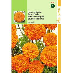 Foto van Hortitops - 2 stuks tagetes erecta hawaii fl.pl. oranje