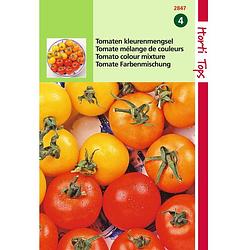 Foto van Hortitops - 2 stuks tomaten drie kleuren mengsel