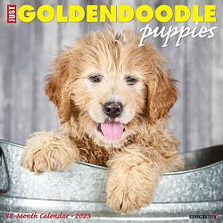 Foto van Goldendoodle puppies kalender 2023