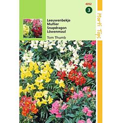 Foto van Hortitops - 2 stuks antirrhinum majus pumilum tom thumb gemengd