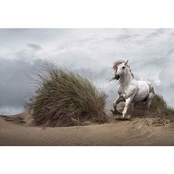 Foto van Wizard+genius white wild horse vlies fotobehang 384x260cm 8-banen