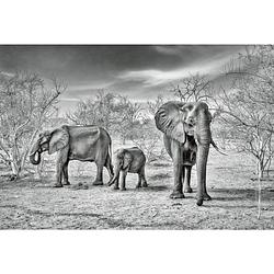 Foto van Wizard+genius elephant family vlies fotobehang 384x260cm 8-banen