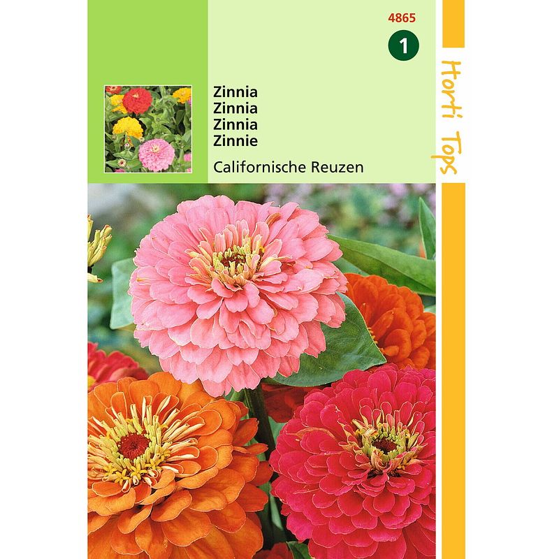 Foto van 2 stuks - hortitops - ht zinnia californische reuzen gemengd