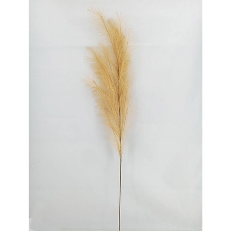 Foto van Pampas gras 130cm naturel