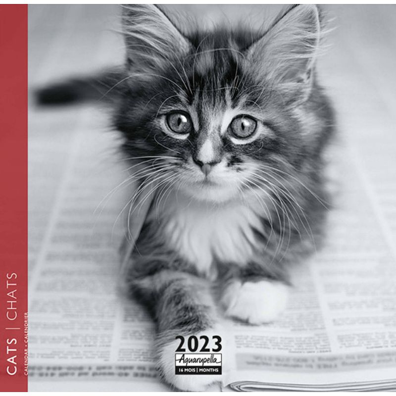 Foto van Katten kalender 2023 mini