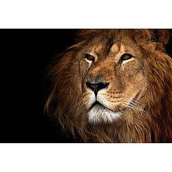 Foto van Spatscherm lion close up - 100x50 cm