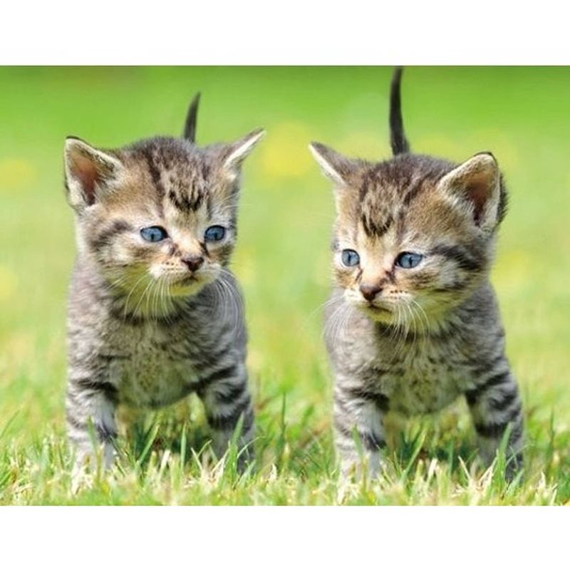 Foto van Dieren magneet 3d 2 kittens - magneten