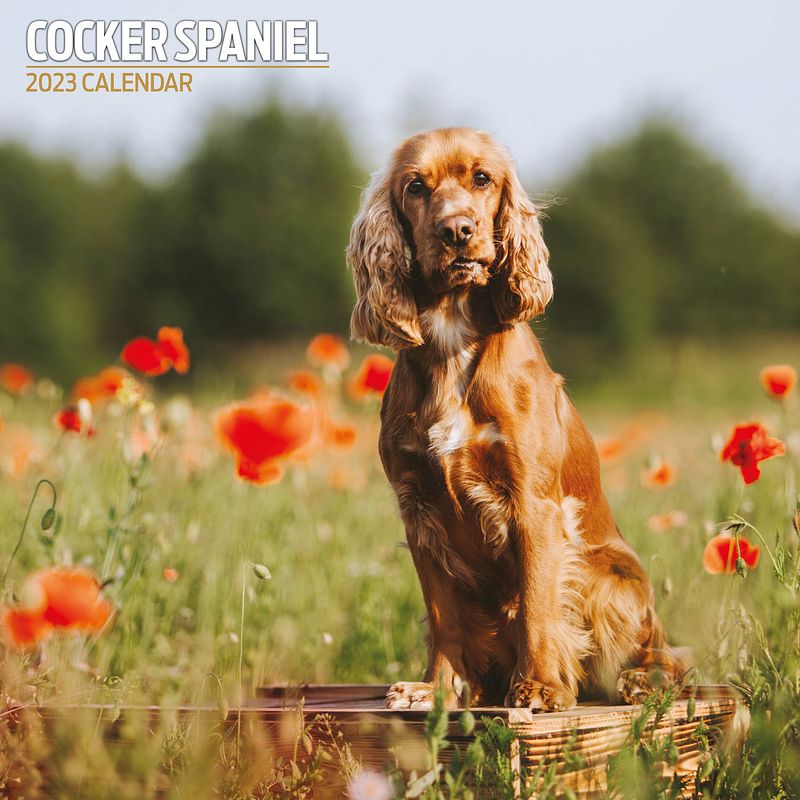 Foto van Engelse cocker spaniel kalender 2023