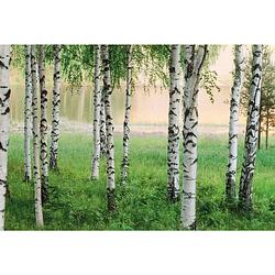 Foto van Wizard+genius nordic forest vlies fotobehang 384x260cm 8-banen