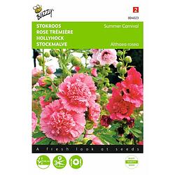 Foto van 2 stuks althaea alcea rosea summer carnival