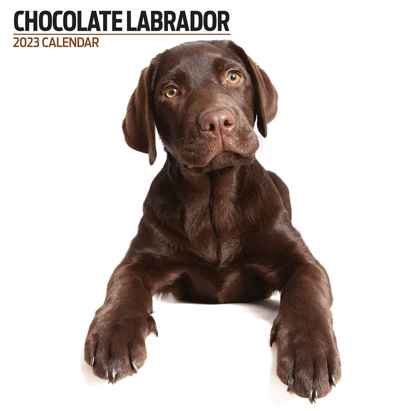 Foto van Labrador retriever bruin kalender 2023 modern