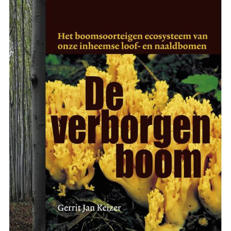 Foto van De verborgen boom