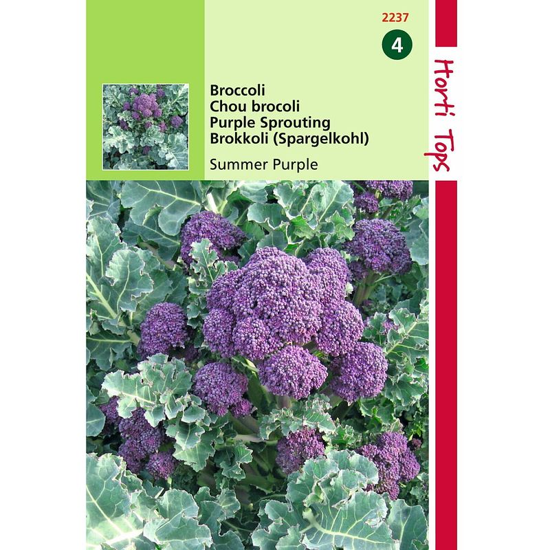 Foto van 2 stuks - hortitops - broccoli summer purple