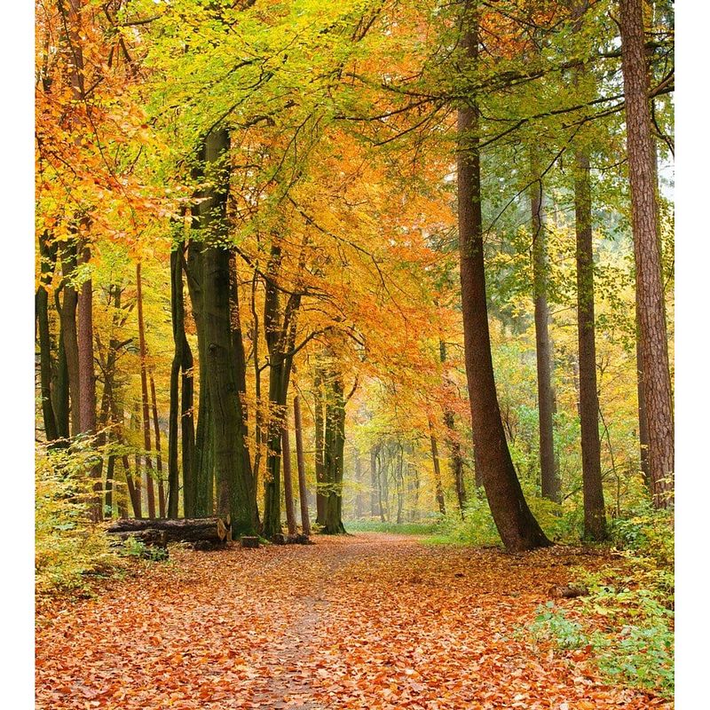 Foto van Dimex autumn forest vlies fotobehang 225x250cm 3-banen