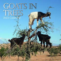 Foto van Goats in trees kalender 2023