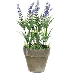 Foto van Groene/paarse lavandula/lavendel kunstplant 25 cm in beton pot - kunstplanten