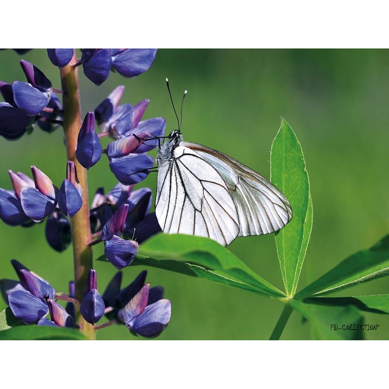 Foto van 2 stuks tuinschilderij lupin/butterfly 50x70cm