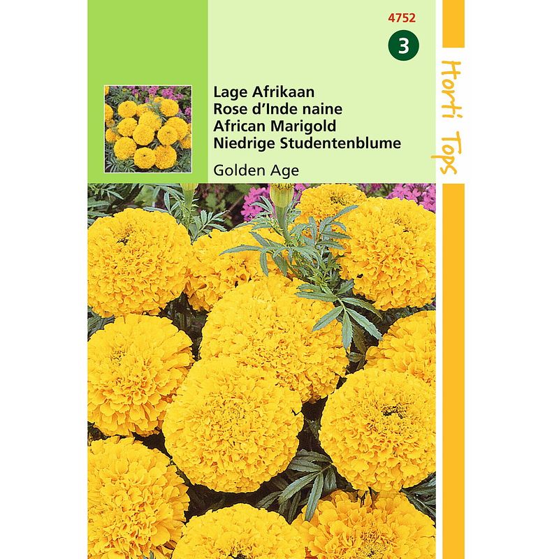 Foto van 2 stuks tagetes erecta nana golden age