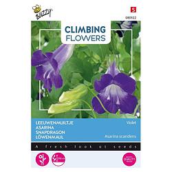 Foto van 3 stuks flowering climbers asarina blue