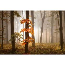 Foto van Wizard+genius foggy autumn forrest vlies fotobehang 384x260cm 8-banen