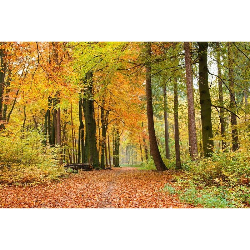 Foto van Dimex autumn forest vlies fotobehang 375x250cm 5-banen