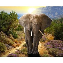 Foto van Diamond painting - 30x40cm - olifant in de natuur - ronde stenen - volledige bedekking
