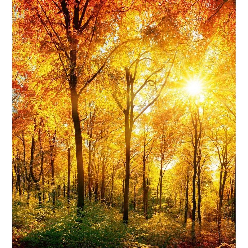 Foto van Dimex sunny forest vlies fotobehang 225x250cm 3-banen