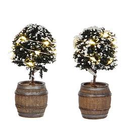 Foto van Luville buxus tree in barrel - 2 st.