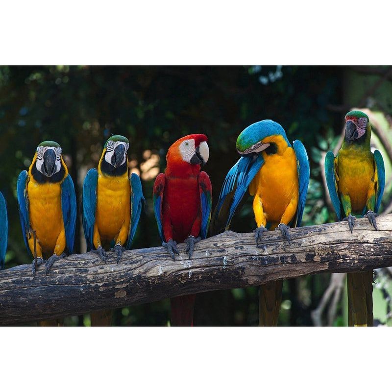 Foto van Dimex colourful macaw vlies fotobehang 375x250cm 5-banen