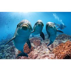 Foto van Spatscherm dolfijnen - 70x30 cm