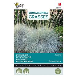 Foto van Buzzy - ornamental grasses, festuca glauca 'sblaue auslese's