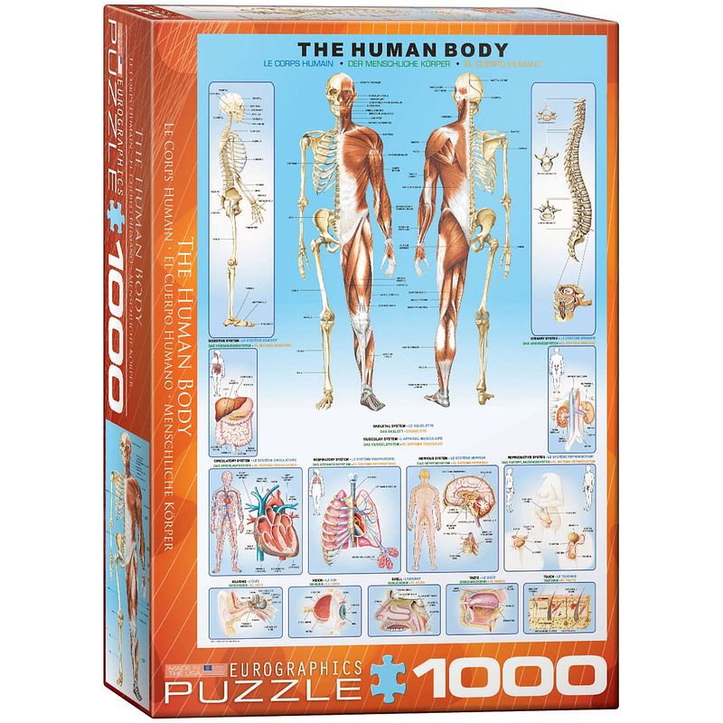 Foto van Eurographics puzzel the human body - 1000 stukjes