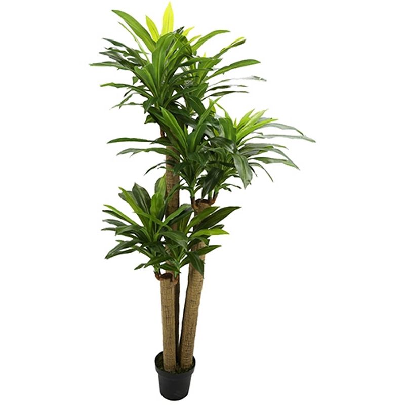 Foto van Corn stalk dracaena 190 cm