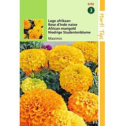 Foto van 2 stuks - hortitops - tagetes erecta nana maximix mengsel