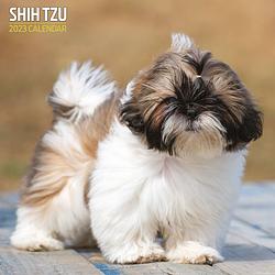 Foto van Shih tzu kalender 2023