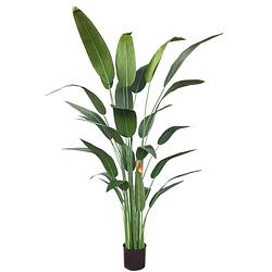 Foto van Strelitzia kunstplant met bloem 180cm