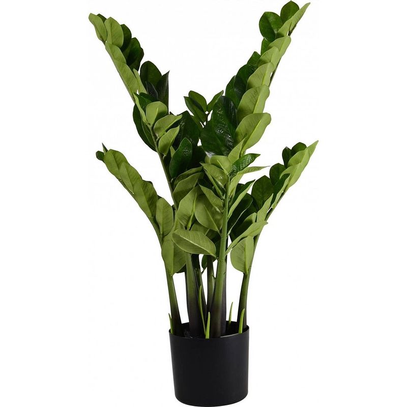 Foto van Zamioculcas h80cm