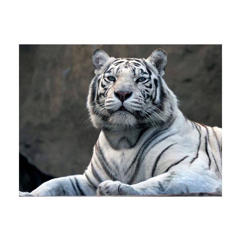 Foto van Artgeist bengaalse tijger in dierentuin vlies fotobehang 350x270cm 7-banen