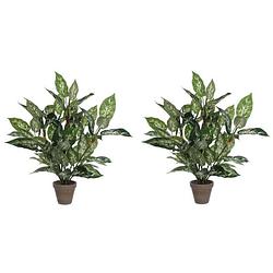 Foto van 2x groene dieffenbachia kunstplanten 70 cm in pot - kunstplanten