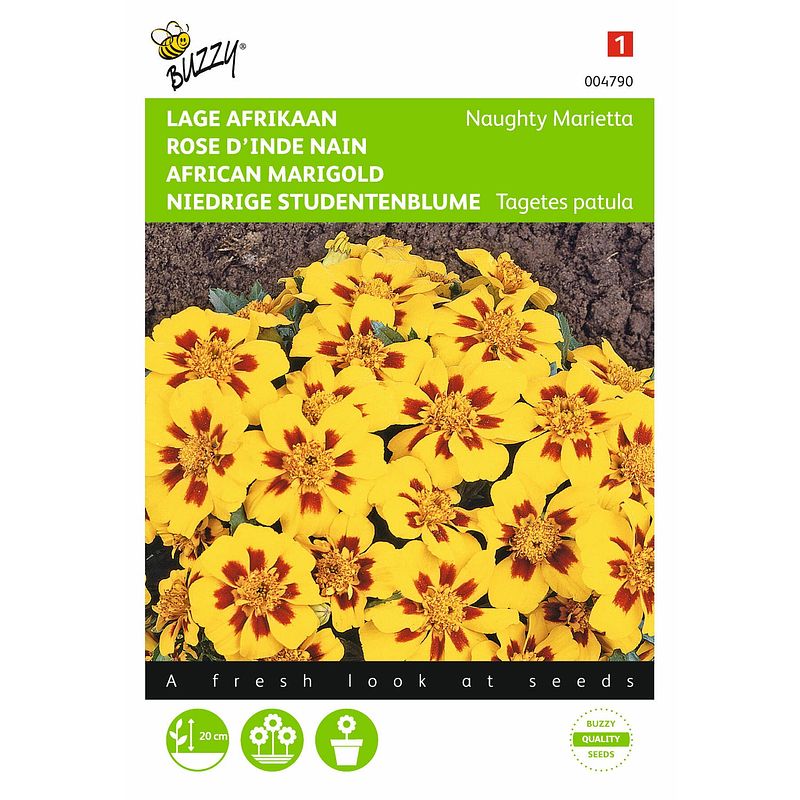 Foto van 2 stuks tagetes patula nana naughty marietta